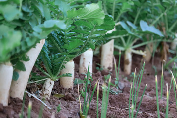 White organic radishes at the farm ,natural and white radish plant in farm