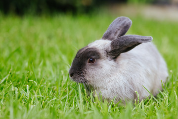 A Lop Rabbit Outside in Long Grass