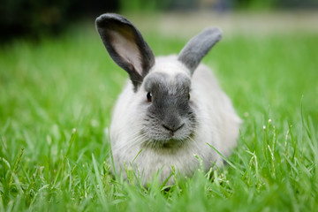 A Lop Rabbit Outside in Long Grass