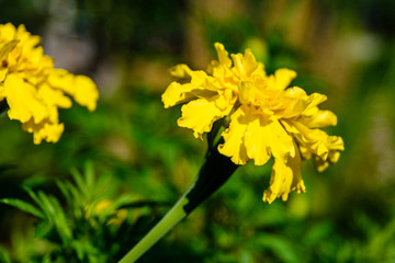 Yellow marigold flowers (african marigolds, tagetes erecta) on a flowerbed