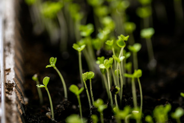 Microgreen in a container close-up. Selective focus. Young spring crop of arugula. Useful greens for proper nutrition, grown by hand. Veganism and organic products.