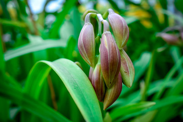 orchids plant growing in garden