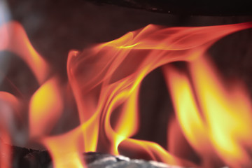 Fire in Fireplace Closeup. Burning Wood Logs and Spruce Branches..
