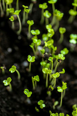 Microgreen in a container close-up. Selective focus. Young spring crop of arugula. Useful greens for proper nutrition, grown by hand. Veganism and organic products.