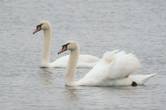 coppia di cigno reale (Cygnus olor) sul lago