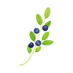 Blueberry Twig with Green Leaves Isolated on White Background Vector Illustration
