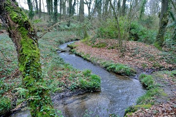 spring water crisscrossing in the woods in Brittany