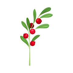 Cranberry Twig with Green Leaves Isolated on White Background Vector Illustration