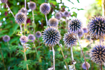 Globe thistle Seed Heads