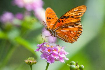 Beautiful orange butterfly sitting on a lilac flower on a clear Sunny day on a green background. Animals insects ecology.