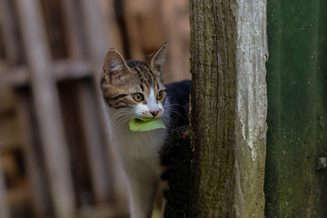 Chat chasseur de feuille