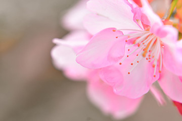 淡い桜の花びら
