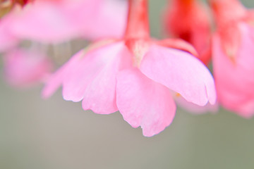 Fototapeta premium 時には下を見ようぞ 桜