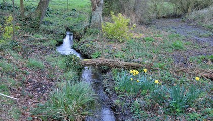 Beautiful stream in a forest of Brittany