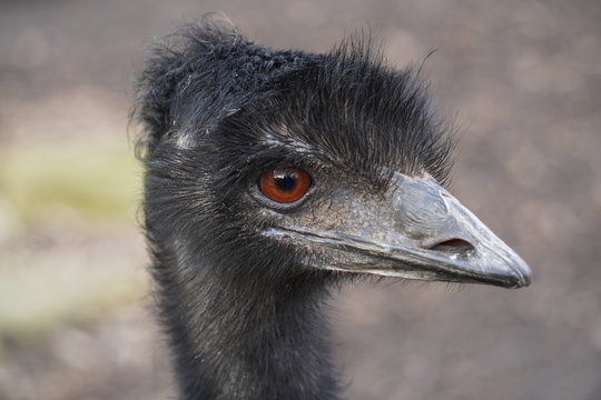 Emu
