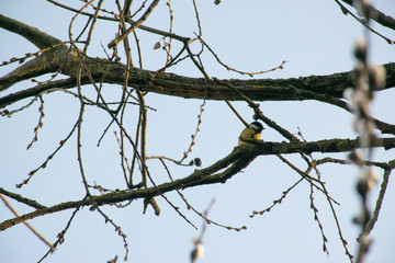 Petite tomtit bird resting on a tree branch in spring