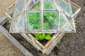 Close-up of an old, ornate cold frame showing young lettuce growing from within. Located on a...