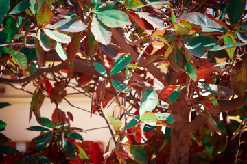 badam tree leaves,ndian Almond in Tree, Prunus Dulcis, It is called 