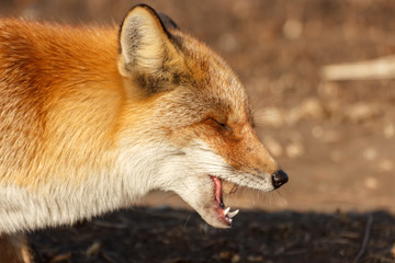 Close-up fox face while eating.