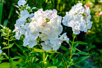 Purple phlox flowers on flowerbed at summer