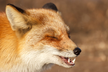 Close-up fox face while eating.