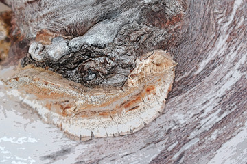 Grey abstract background.Beautiful stains on the wooden surface.