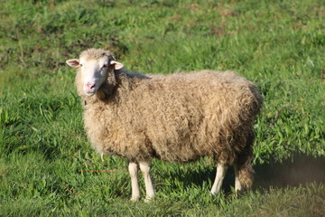 Naklejka na ściany i meble Sheep full of wool sunbathing
