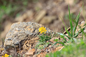 Blooming yellow spring flower growing on the edge of a rocky cliff near the sea in Vladivostok.
