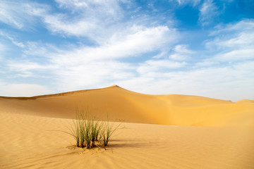 Fototapeta na wymiar Desert landscape with sand dunes and green grass bush at the foreground