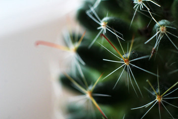 Green cactus, living plant, macro spines