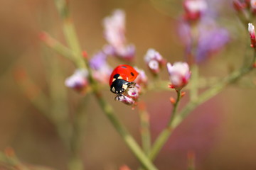 Ladybug on a flower macro. A small insect creeps on a branch. Summer floral background.