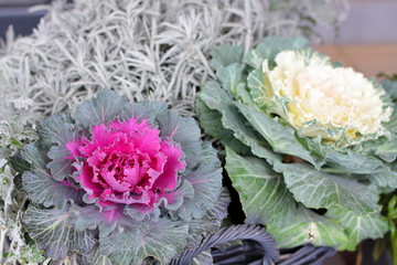 Decorative cabbage with pink and white leaves, close up. A variety of plants for growing in flowerbeds, gardens, gardens, landscaping.