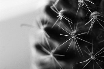 Green cactus, living plant, macro spines, black and white