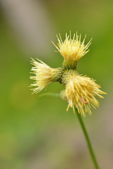 Kleb-Kratzdistel (Cirsium erisithales)