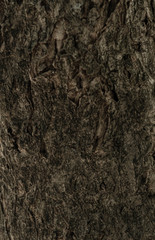 tree background