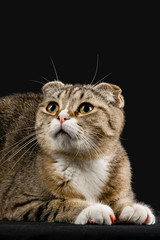 The cat lying on the floor looks up carefully.