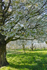Fototapeta na wymiar Spring blossom of cherry fruit tree in orchard