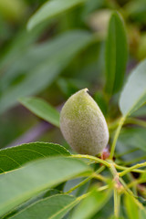 Green almond nuts hanging on tree