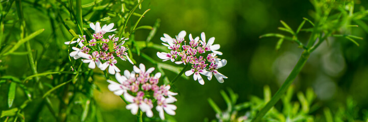 decorative flowers in the morning garden on a blurry green background.