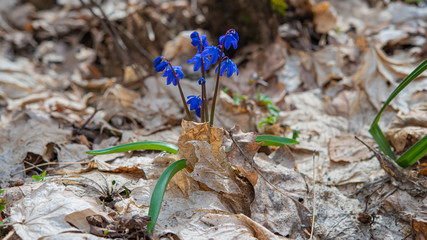 blooming scilla flowers of violet color against the background of dry foliage in the forest.
