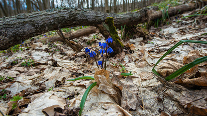 blooming scilla flowers of violet color against the background of dry foliage in the forest.