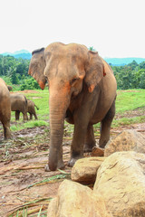 Fototapeta na wymiar Elephants at the Pinnawella shelter on Sri Lanka. Sri Lanka's Animal World. Photography of elephants.