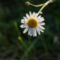 field daisy in the early morning on a meadow in dew drops.