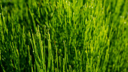 horsetail stalks in the morning in dew drops.
