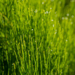 horsetail stalks in the morning in dew drops.
