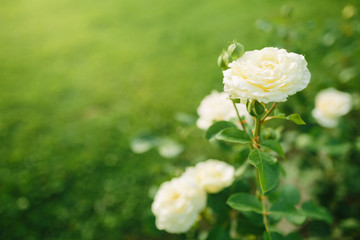 Wonderful white rose flower blooming on bush in the sunset garden