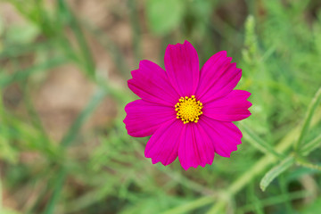 Obraz premium pink cosmos flower, yellow pollen in the garden.