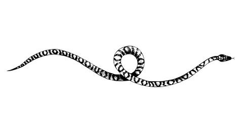 vector  snakes pencil drawing, vintage style graphic black and white, viper, python illustration