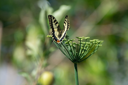 Colorful butterfly sitting on green fennel plant