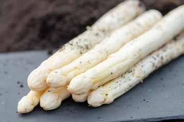 New harvest of white asparagus vegetable plant on farm fields in Netherlands and Germany